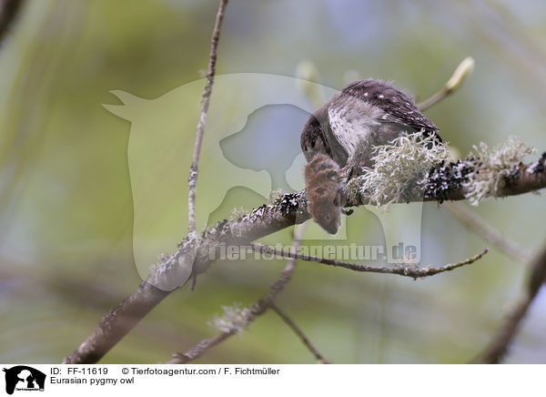 Sperlingskauz / Eurasian pygmy owl / FF-11619