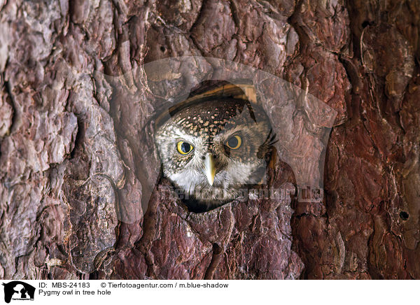 Sperlingskauz in Baumhhle / Pygmy owl in tree hole / MBS-24183
