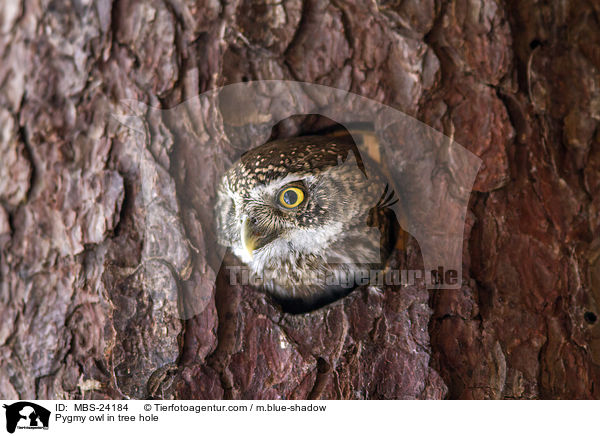 Sperlingskauz in Baumhhle / Pygmy owl in tree hole / MBS-24184