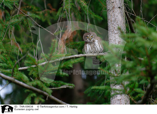 Sperlingskauz / Eurasian pygmy owl / THA-09638
