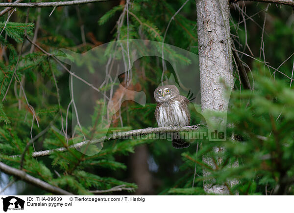 Sperlingskauz / Eurasian pygmy owl / THA-09639