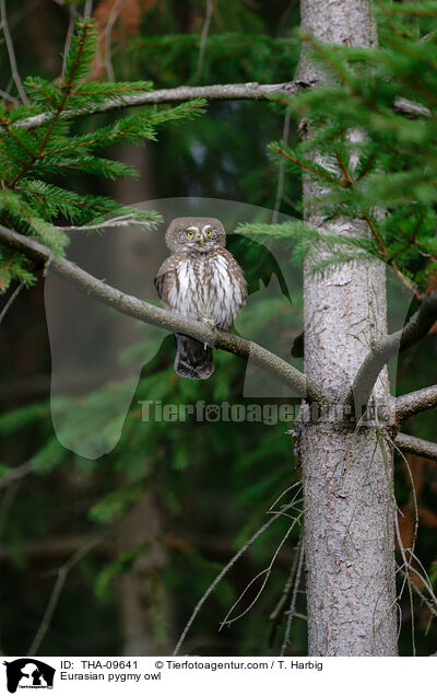 Sperlingskauz / Eurasian pygmy owl / THA-09641