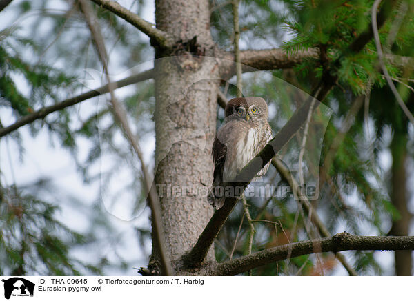 Sperlingskauz / Eurasian pygmy owl / THA-09645