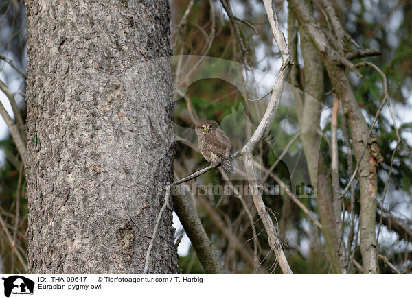Sperlingskauz / Eurasian pygmy owl / THA-09647