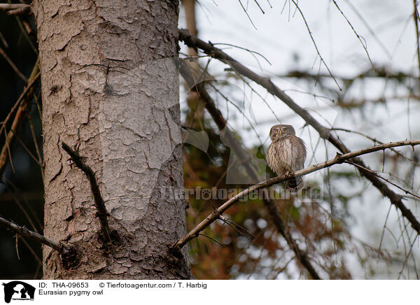 Sperlingskauz / Eurasian pygmy owl / THA-09653