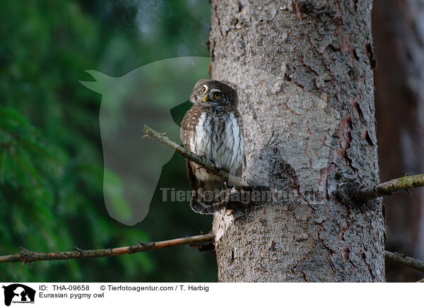 Sperlingskauz / Eurasian pygmy owl / THA-09658