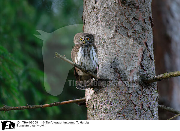 Sperlingskauz / Eurasian pygmy owl / THA-09659
