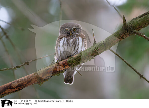 Sperlingskauz / Eurasian pygmy owl / THA-09674