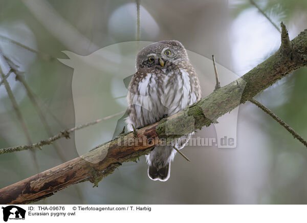Sperlingskauz / Eurasian pygmy owl / THA-09676