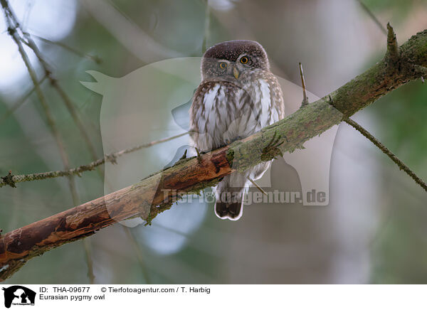 Eurasian pygmy owl / THA-09677