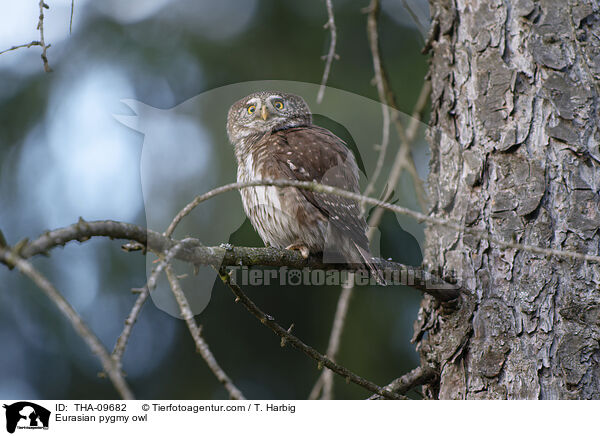 Sperlingskauz / Eurasian pygmy owl / THA-09682