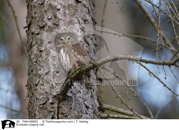 Sperlingskauz / Eurasian pygmy owl / THA-09683