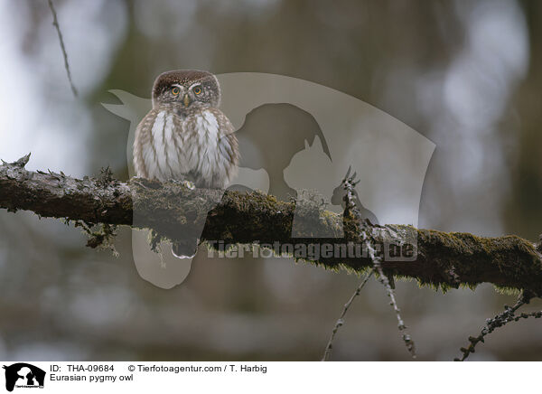 Sperlingskauz / Eurasian pygmy owl / THA-09684