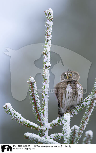 Sperlingskauz / Eurasian pygmy owl / THA-09685