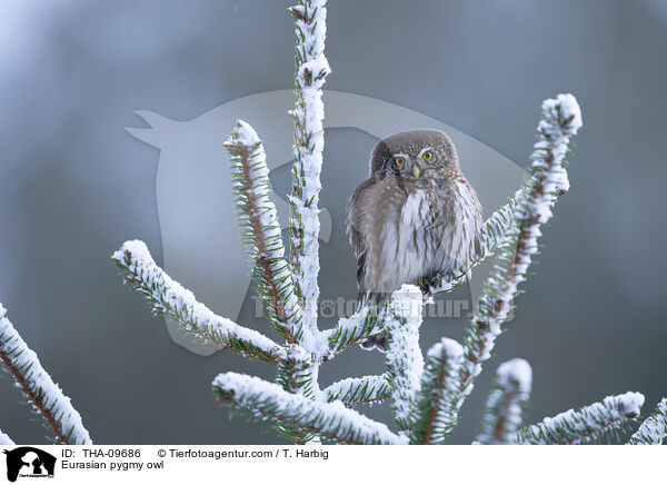 Eurasian pygmy owl / THA-09686