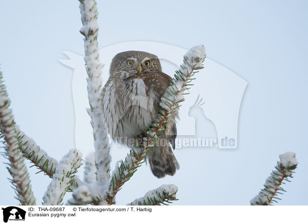 Sperlingskauz / Eurasian pygmy owl / THA-09687
