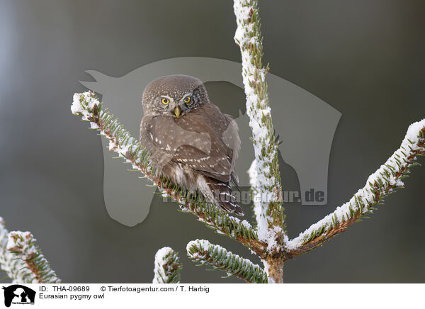 Sperlingskauz / Eurasian pygmy owl / THA-09689