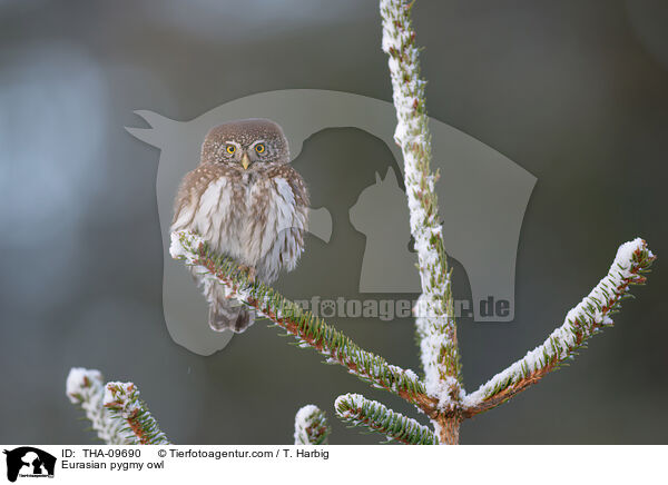 Sperlingskauz / Eurasian pygmy owl / THA-09690