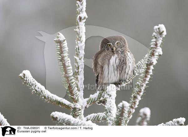 Sperlingskauz / Eurasian pygmy owl / THA-09691