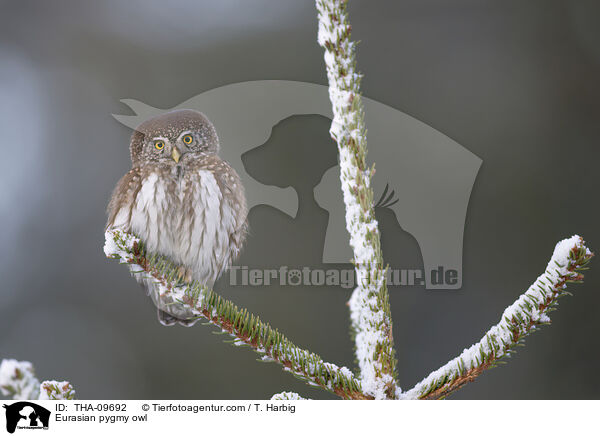 Sperlingskauz / Eurasian pygmy owl / THA-09692
