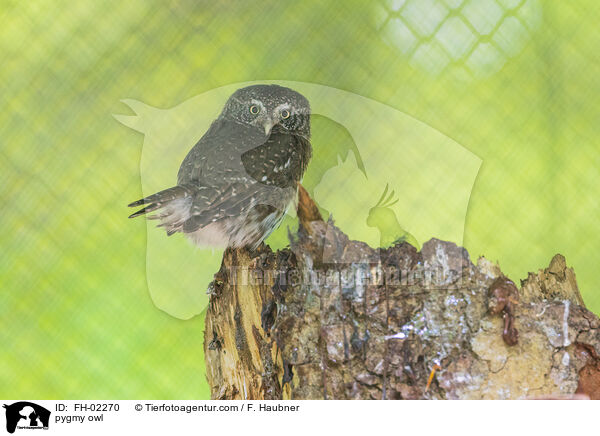 Sperlingskauz / pygmy owl / FH-02270