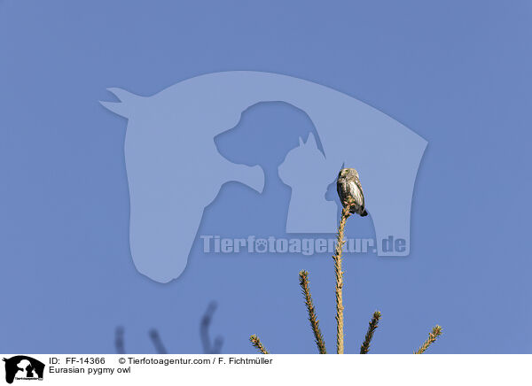 Sperlingskauz / Eurasian pygmy owl / FF-14366