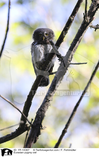 Sperlingskauz / Eurasian pygmy owl / FF-14367