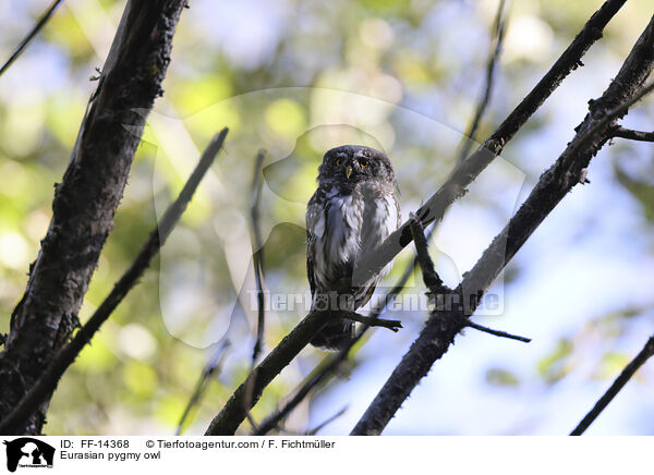 Sperlingskauz / Eurasian pygmy owl / FF-14368