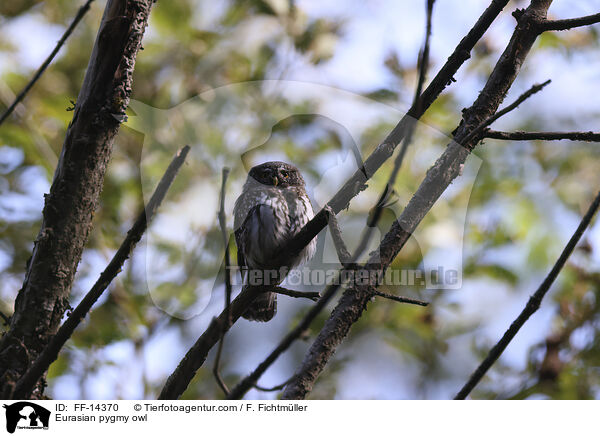 Sperlingskauz / Eurasian pygmy owl / FF-14370
