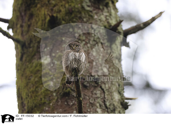 Sperlingskauz / owlet / FF-15032