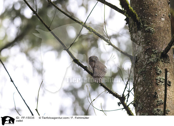 Sperlingskauz / owlet / FF-15035