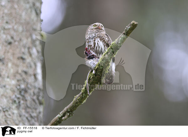 Sperlingskauz / pygmy owl / FF-15518