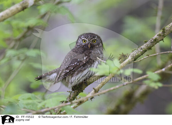 Sperlingskauz / pygmy owl / FF-15522
