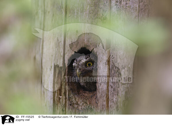 Sperlingskauz / pygmy owl / FF-15525