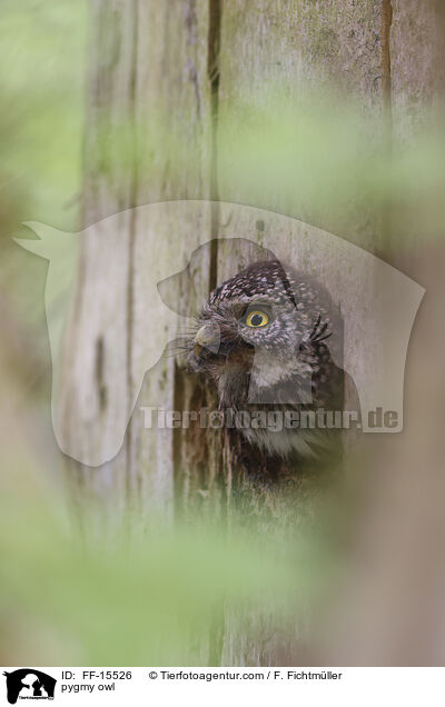 Sperlingskauz / pygmy owl / FF-15526