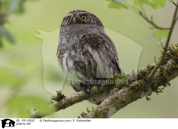 Sperlingskauz / pygmy owl / FF-15527