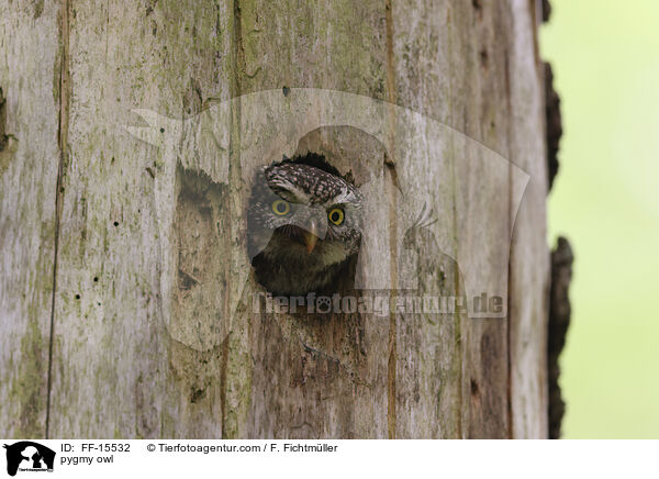 Sperlingskauz / pygmy owl / FF-15532
