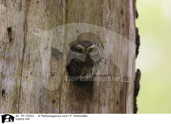 Sperlingskauz / pygmy owl / FF-15533