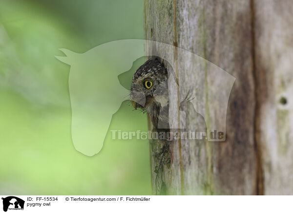 Sperlingskauz / pygmy owl / FF-15534