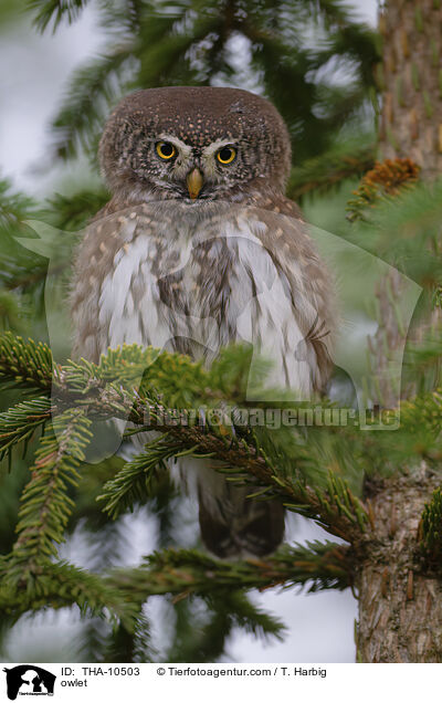 owlet / THA-10503