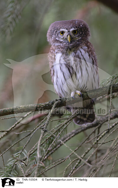 Sperlingskauz / owlet / THA-10504