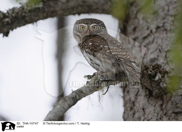 Sperlingskauz / owlet / THA-10747