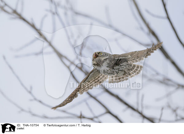 Sperlingskauz / owlet / THA-10754