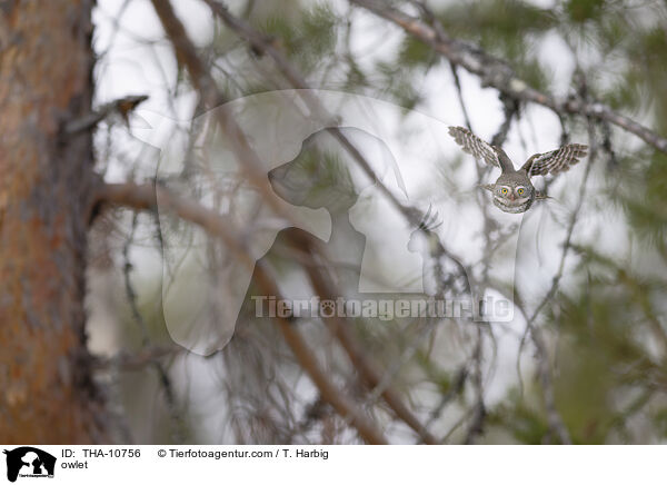 Sperlingskauz / owlet / THA-10756