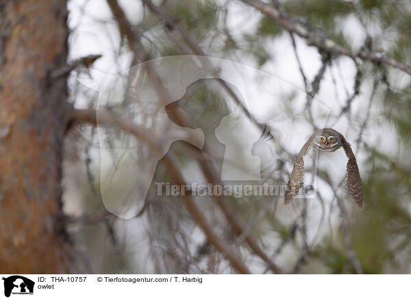 Sperlingskauz / owlet / THA-10757