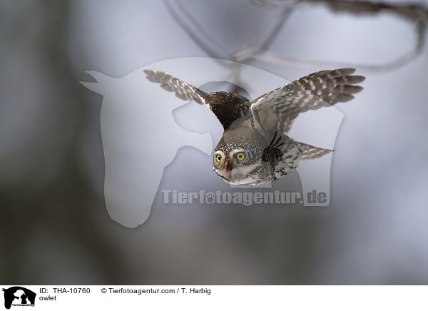 Sperlingskauz / owlet / THA-10760