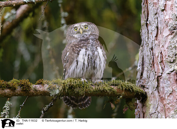 Sperlingskauz / owlet / THA-11632