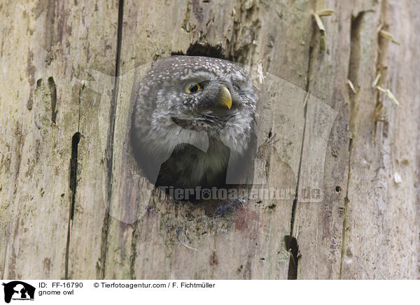 Sperlingskauz / gnome owl / FF-16790