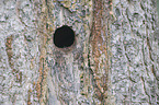 Eurasian pygmy owl hole