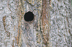 Eurasian pygmy owl hole